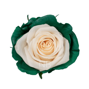 Green candy roses