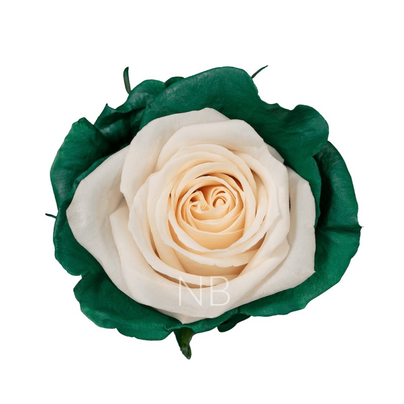 Green candy roses