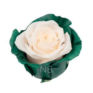 green candy rose