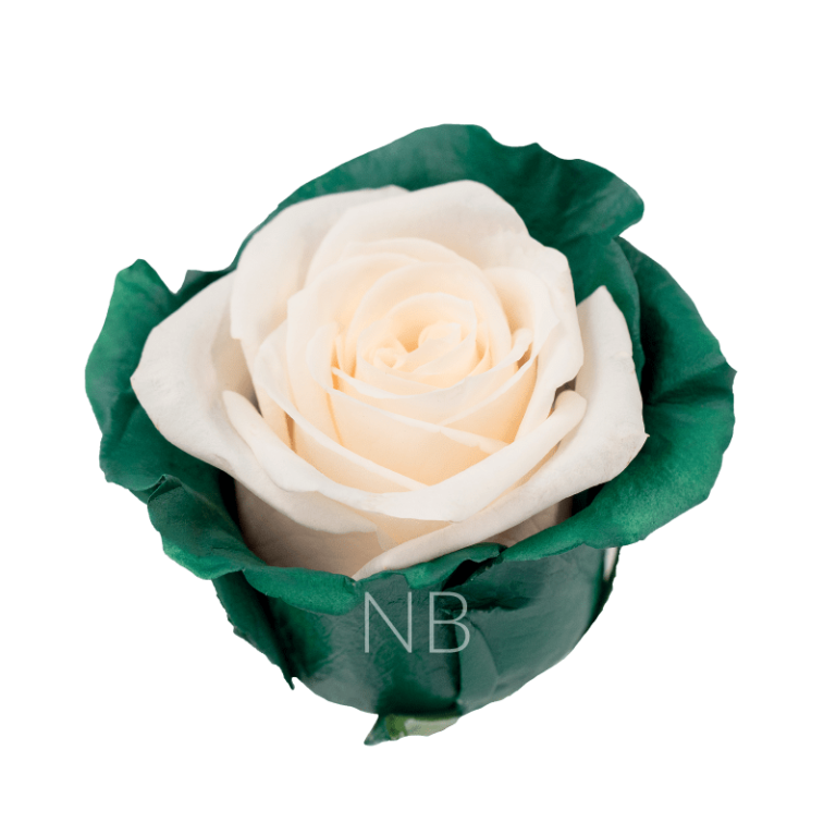 green candy rose