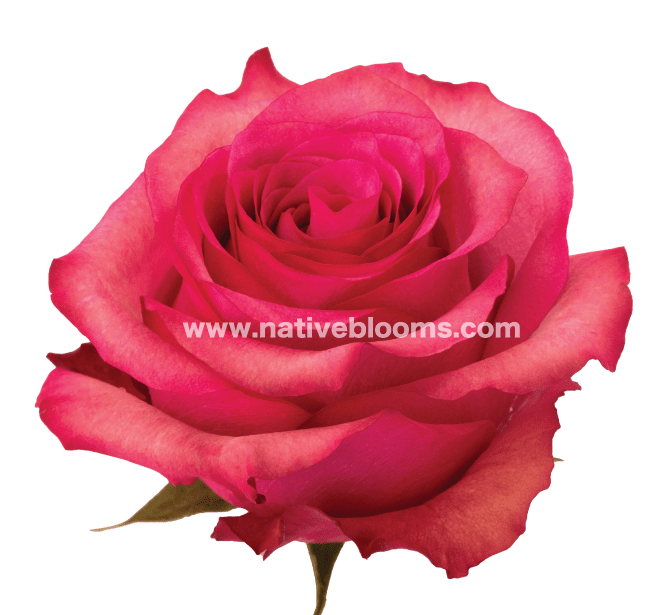 lola-roses