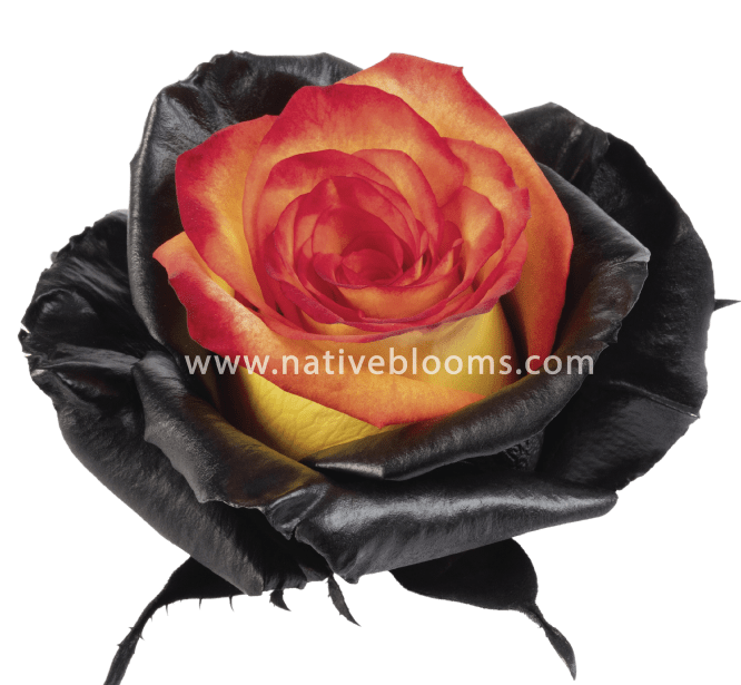 Magic Spell tinted Roses