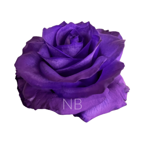 purple tinted rose