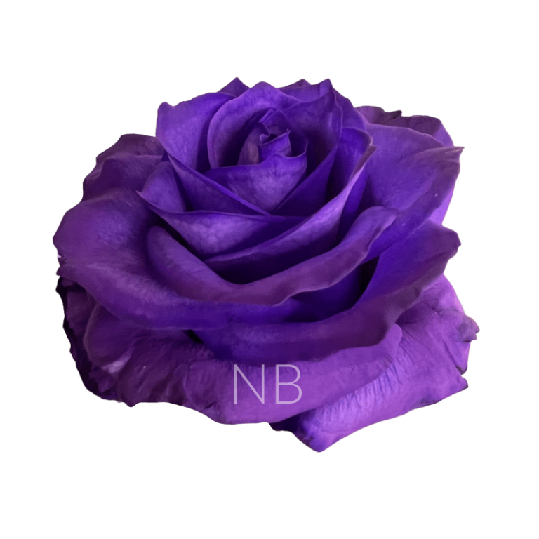 purple tinted rose