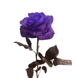 purple tinted roses