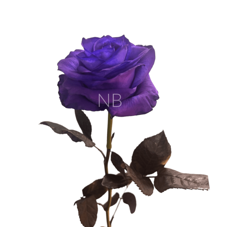 purple tinted roses