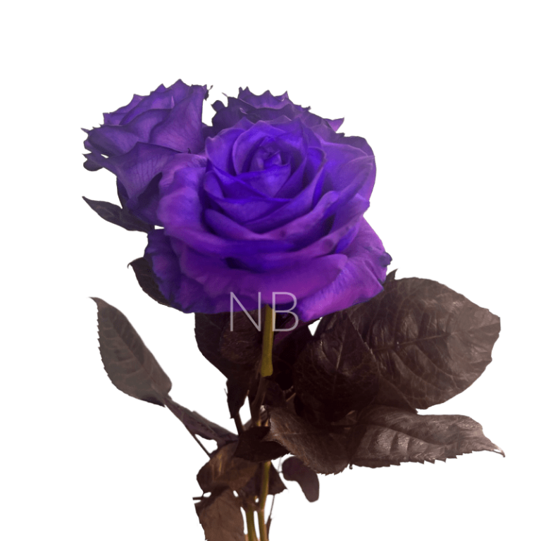 purple tinted rose
