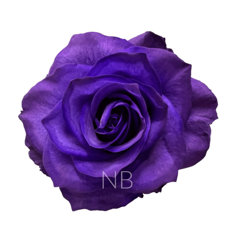 Purple tinted roses