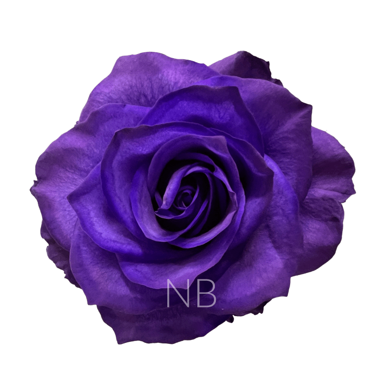 Purple tinted roses