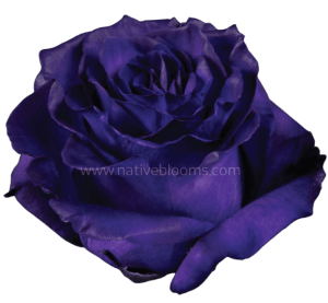 Purple Tinted Roses