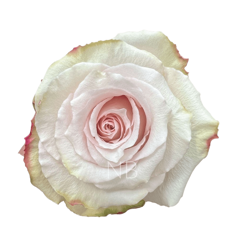 Quicksan roses