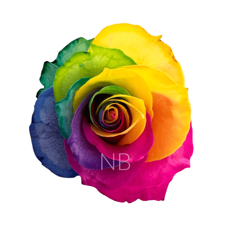 Rainbow tinted roses