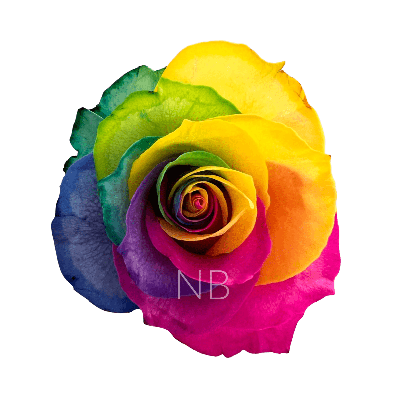 Rainbow tinted roses