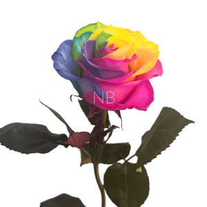 rainbow tinted rose