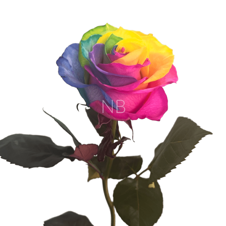 rainbow tinted rose