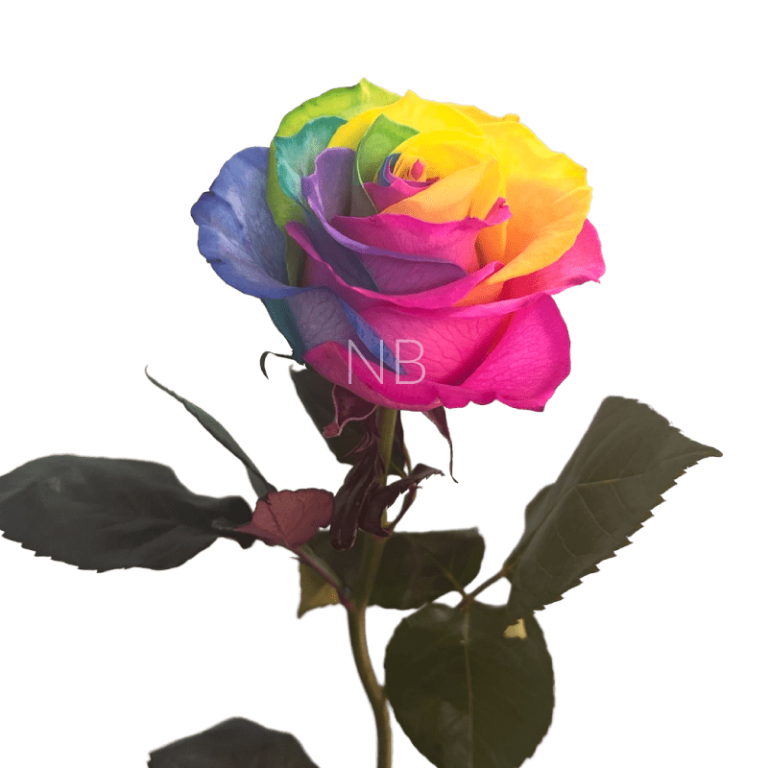 rainbow tinted rose