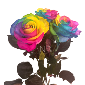 rainbow tinted roses