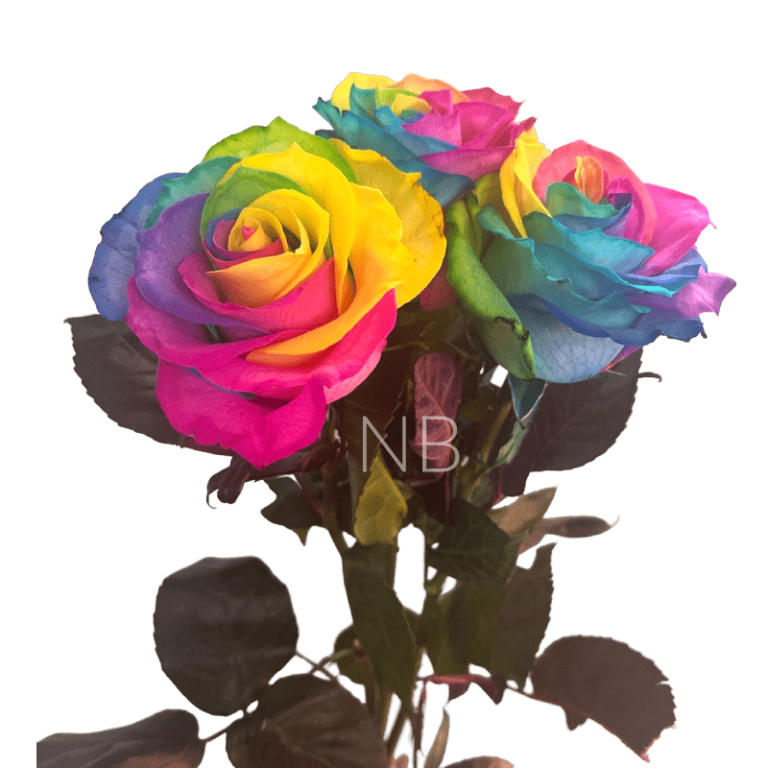 rainbow tinted roses