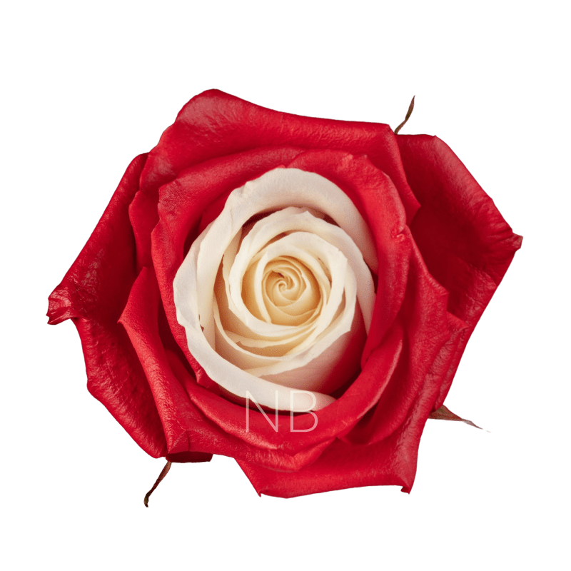 red candy roses