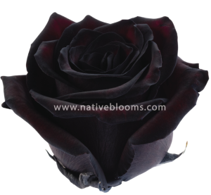 Black jack Roses