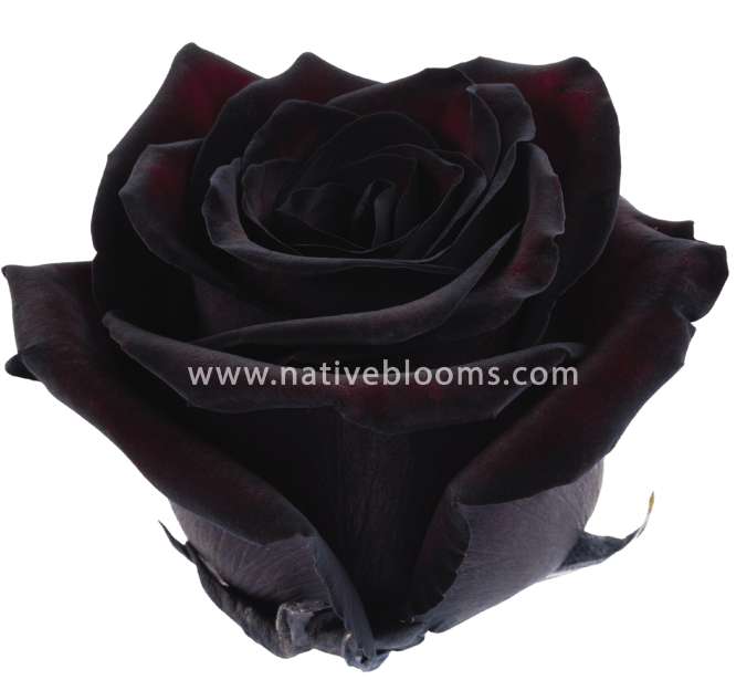 Black jack Roses