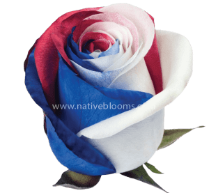 Patriot Tinted Roses