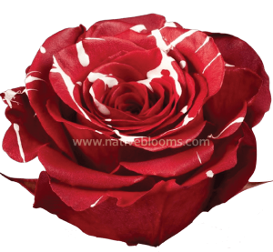 Red Mistletoe Tinted Roses