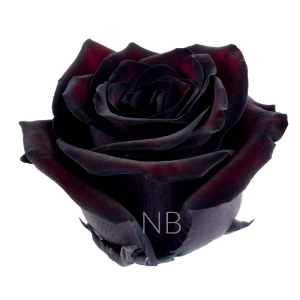 black jack roses