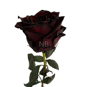 black jack roses