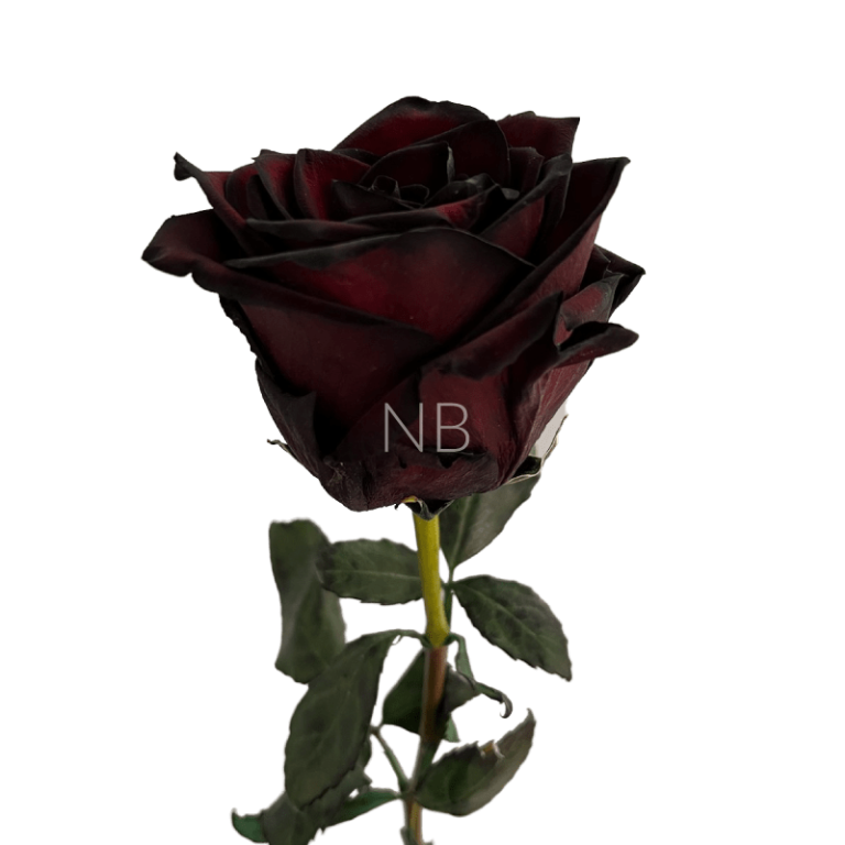 black jack roses