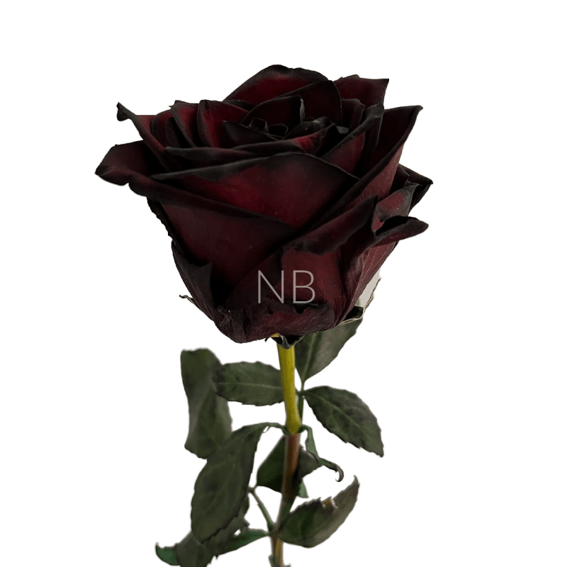 Black & Red Tinted Roses