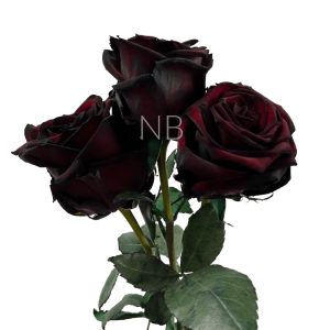 black-jack-rose