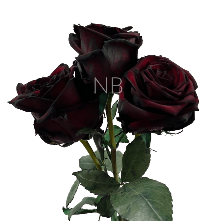 black-jack-rose