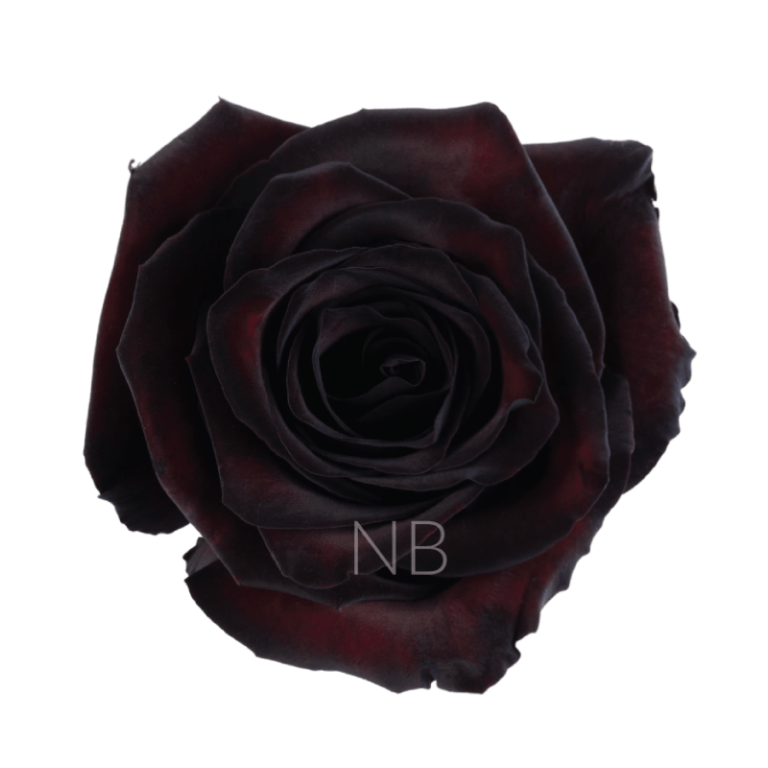 black jack roses