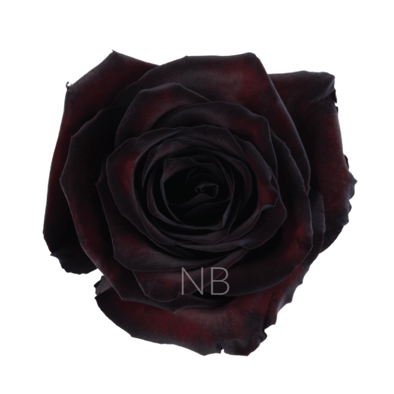 black jack roses