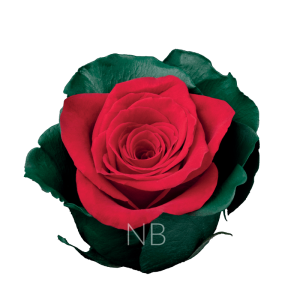 Noel Dyed Rose
