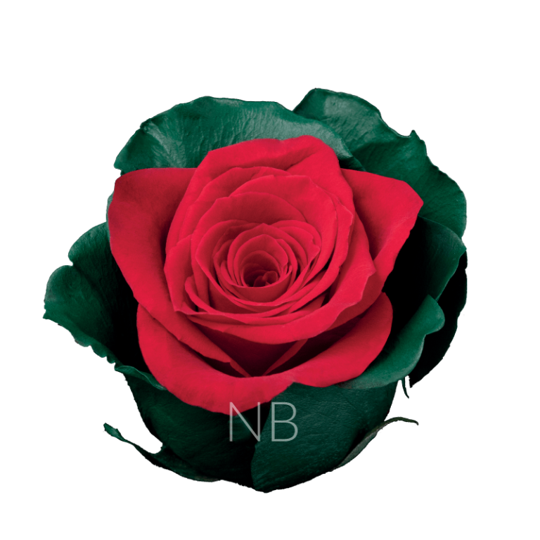 Noel Dyed Rose