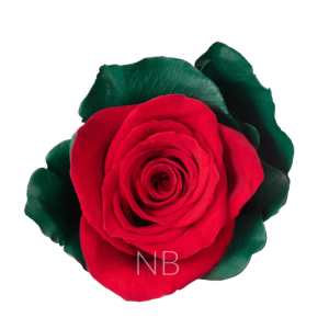 Noel Dyed Roses