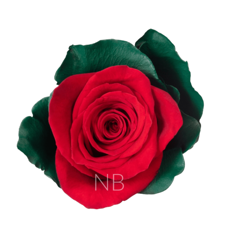 Noel Dyed Roses