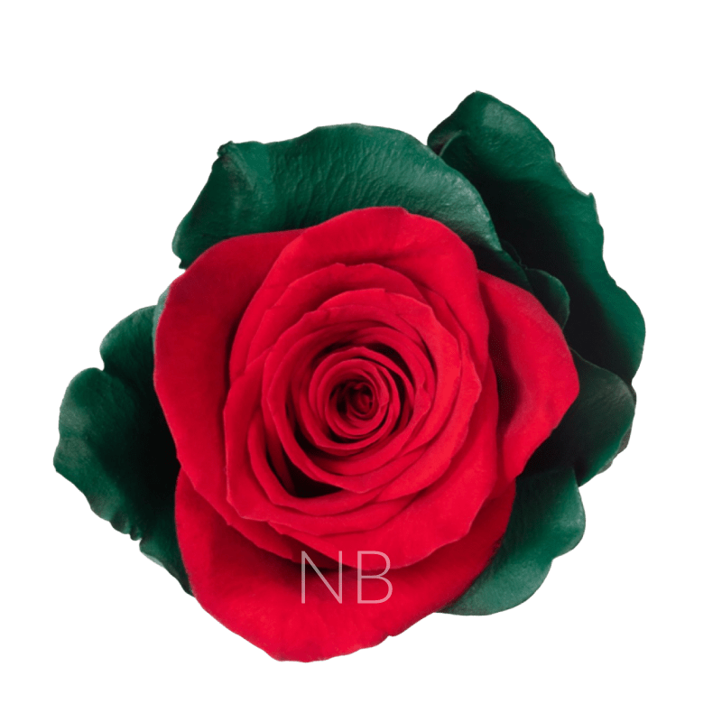 Noel Dyed Roses