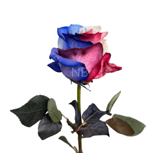 patriot tinted rose