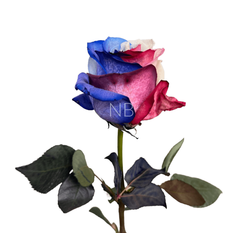 patriot tinted rose