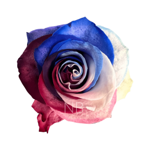 Patriot roses