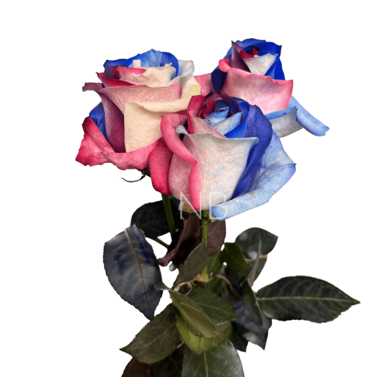 patriot tinted roses