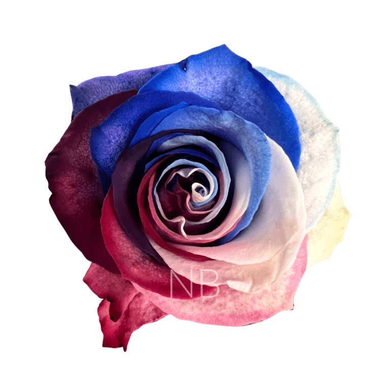 Patriot roses