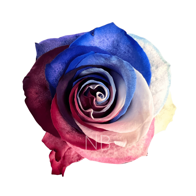 Patriot roses