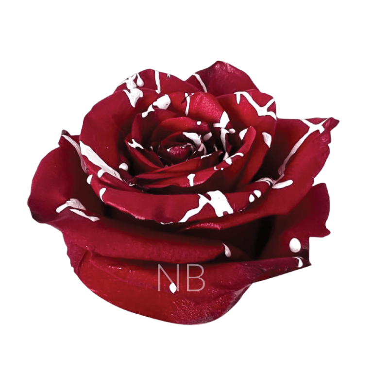 Red mistletoe rose