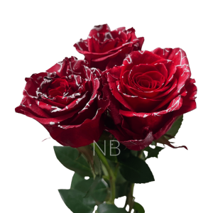 Red mistletoe roses