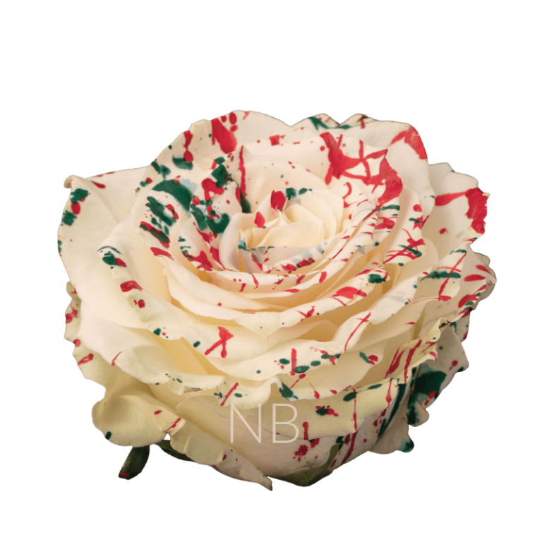 white mistletoe rose