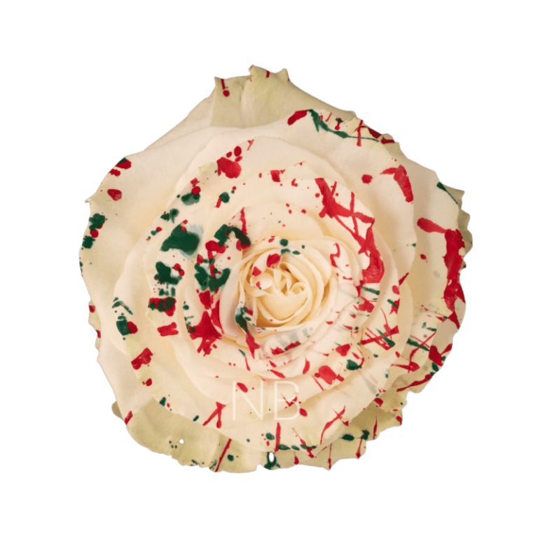 white mistletoe roses